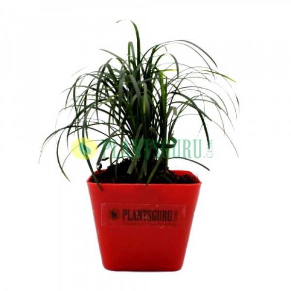 Monkey Grass Plant in Red square pot
